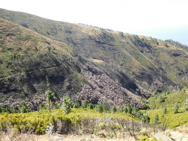 16.08.2017 Suche nach dem Furado Velho über die südliche 'Levada do Furado Velho' — Zurück auf der alten Levada do Furado Velho bis zum nächsten Tunnel — Foto 15