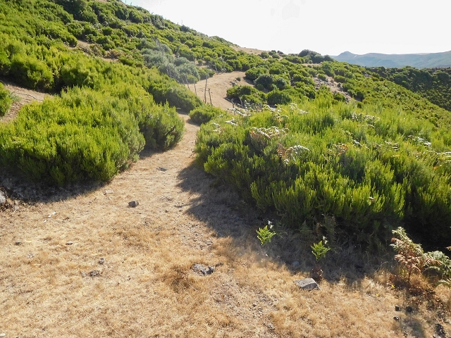 Levada da Senhora (Estreito da Calheta) — Abschnitt 7 — Foto 3