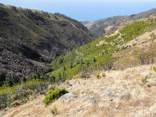 16.08.2017 Suche nach dem Furado Velho über die südliche 'Levada do Furado Velho' — Zurück auf der alten Levada do Furado Velho bis zum nächsten Tunnel — Foto 17
