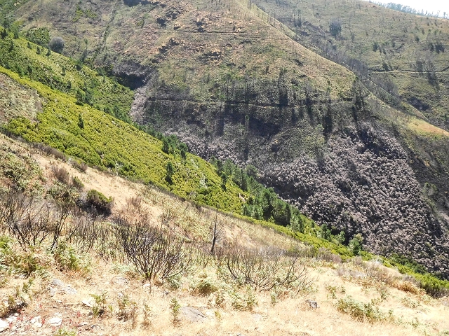 16.08.2017 Suche nach dem Furado Velho über die südliche 'Levada do Furado Velho' — Zurück auf der alten Levada do Furado Velho bis zum nächsten Tunnel — Foto 20