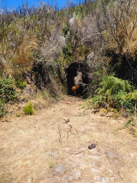 Levada do Risco — 2 tunnels recall the former levada — photo 1
