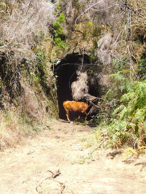 16.08.2017 Suche nach dem Furado Velho über die südliche 'Levada do Furado Velho' — Der Tunnel unter dem Rocadas-Lombo — Foto 2