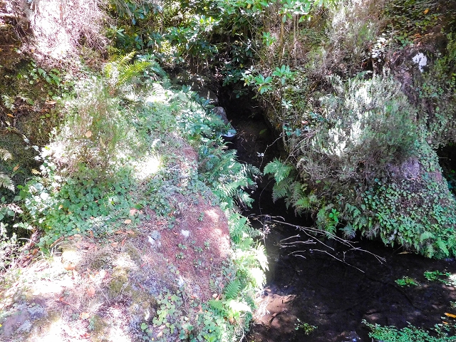 Levada do Risco — Shady stream crossings — photo 2