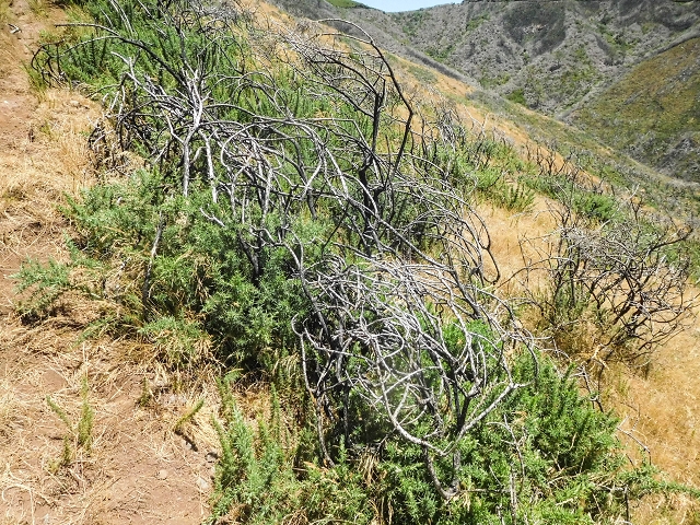 16.08.2017 Suche nach dem Furado Velho über die südliche 'Levada do Furado Velho' — Aufstieg über den Lombo das Uveiras zur ER-110 — Foto 3