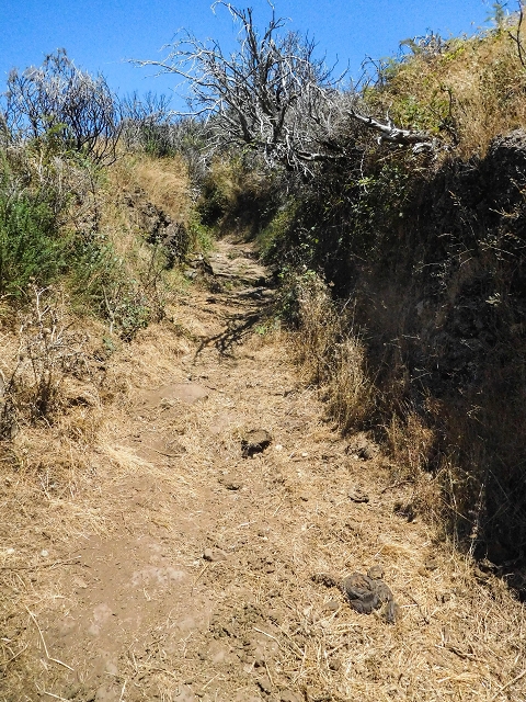16.08.2017 Suche nach dem Furado Velho über die südliche 'Levada do Furado Velho' — Aufstieg über den Lombo das Uveiras zur ER-110 — Foto 4