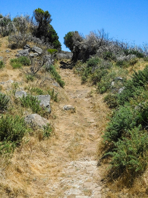 16.08.2017 Suche nach dem Furado Velho über die südliche 'Levada do Furado Velho' — Aufstieg über den Lombo das Uveiras zur ER-110 — Foto 6
