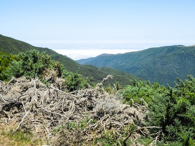 16.08.2017 Suche nach dem Furado Velho über die südliche 'Levada do Furado Velho' — Auf dem Pico dos Bodes — Foto 1