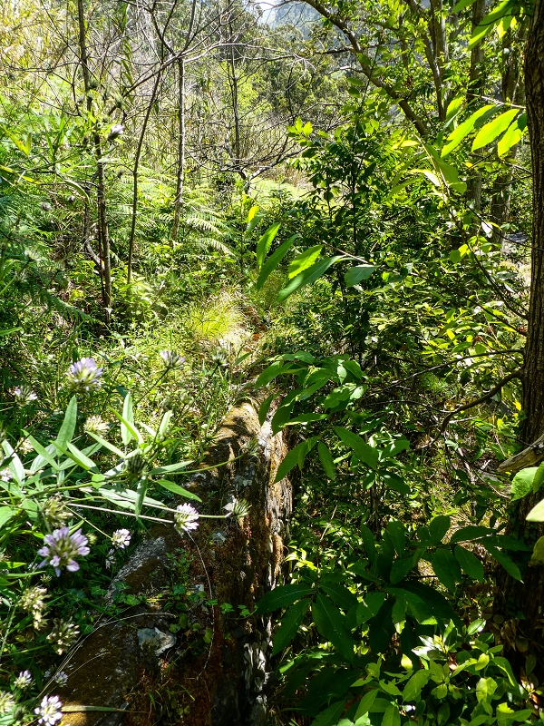 Levada do Coronel — Alter Verlauf zur 'Madre 0' in der Ribeira da Ponta do Sol, teilweise weggespült — Foto 4