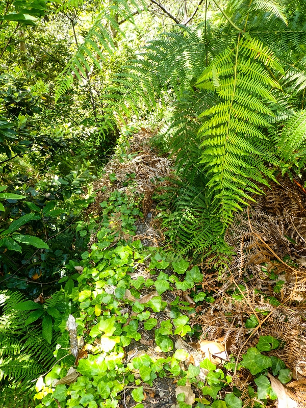 17 de maio de 2019 Para fechar: 5 levadas em Ponta do Sol — Vestígios da levada em direção à Madre 0 — foto 5