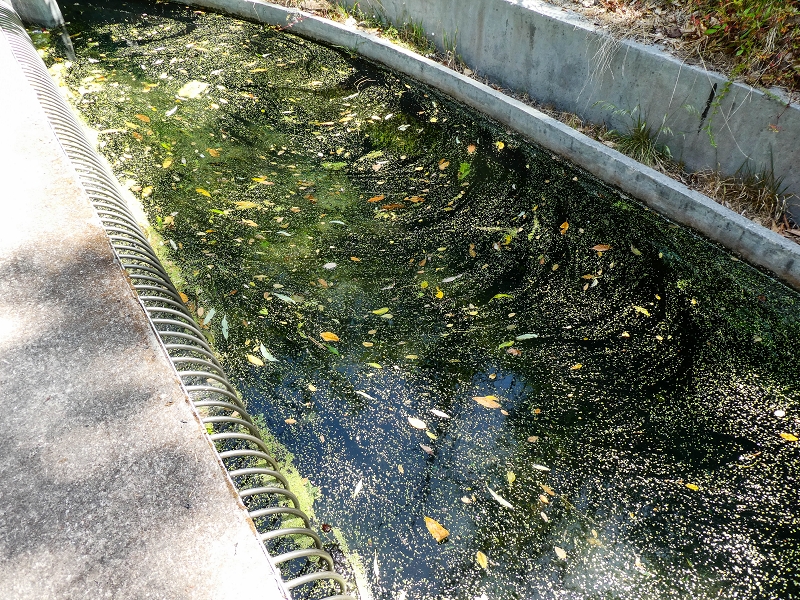 17 de maio de 2019 Para fechar: 5 levadas em Ponta do Sol — Madres da Levada do Moinho e da Levada Nova da Ponta do Sol — foto 15