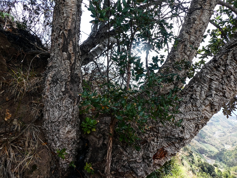 17 de maio de 2019 Para fechar: 5 levadas em Ponta do Sol — Subida ao reservatório intermédio da Levada do Teixo — foto 4