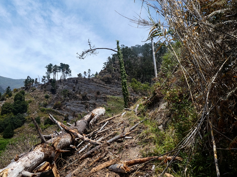17 de maio de 2019 Para fechar: 5 levadas em Ponta do Sol — Subida ao reservatório intermédio da Levada do Teixo — foto 5