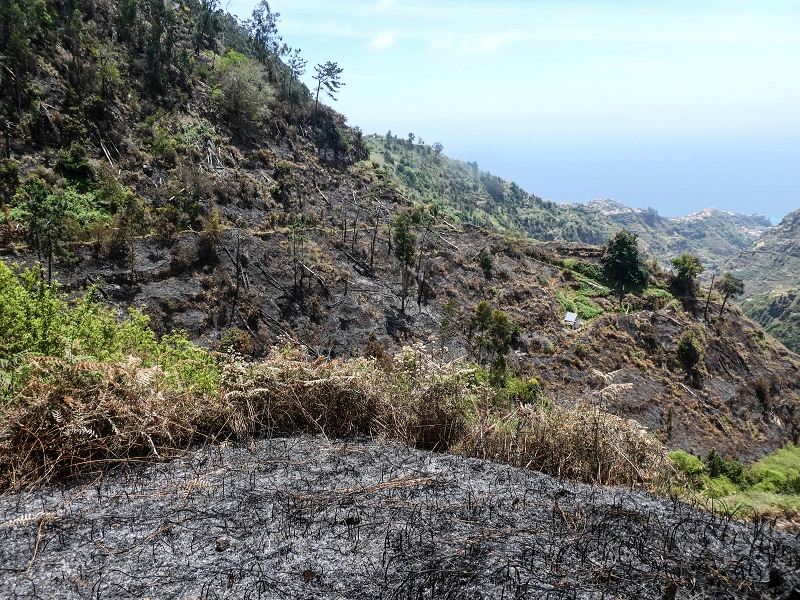 17 de maio de 2019 Para fechar: 5 levadas em Ponta do Sol — Subida ao reservatório intermédio da Levada do Teixo — foto 11
