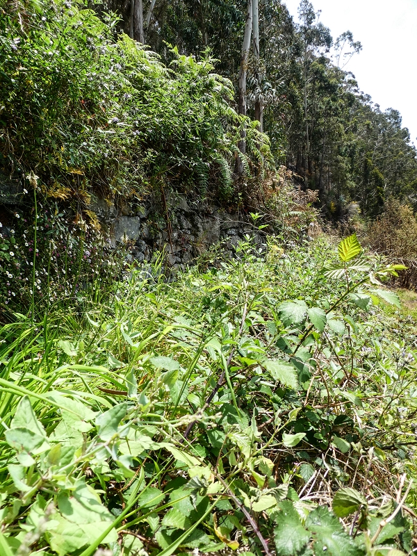 17 de maio de 2019 Para fechar: 5 levadas em Ponta do Sol — Na Levada do Teixo pelo caminho desbravado — foto 6