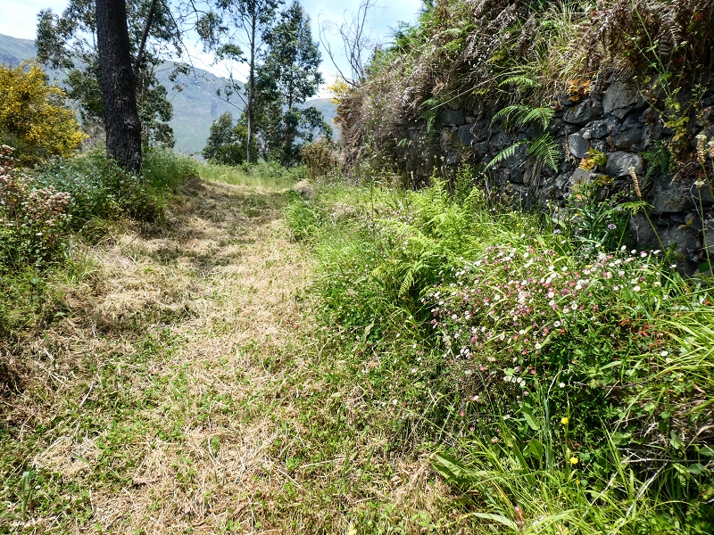 17 de maio de 2019 Para fechar: 5 levadas em Ponta do Sol — Na Levada do Teixo pelo caminho desbravado — foto 7