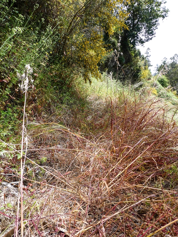 17 de maio de 2019 Para fechar: 5 levadas em Ponta do Sol — Na Levada do Teixo pelo caminho desbravado — foto 13