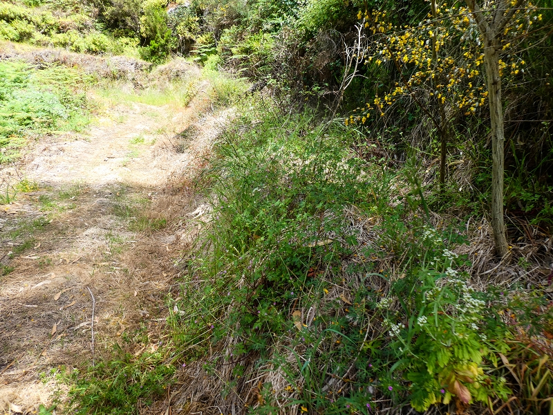 17 de maio de 2019 Para fechar: 5 levadas em Ponta do Sol — Na Levada do Teixo pelo caminho desbravado — foto 14