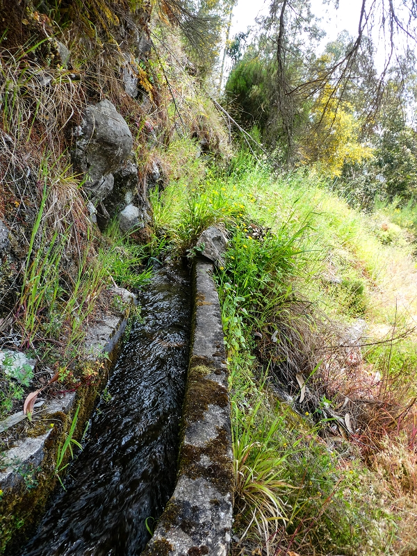 17 de maio de 2019 Para fechar: 5 levadas em Ponta do Sol — Na Levada do Teixo pelo caminho desbravado — foto 15