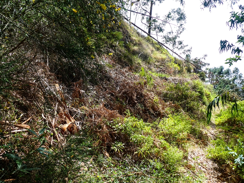 17 de maio de 2019 Para fechar: 5 levadas em Ponta do Sol — Na Levada do Teixo pelo caminho desbravado — foto 20
