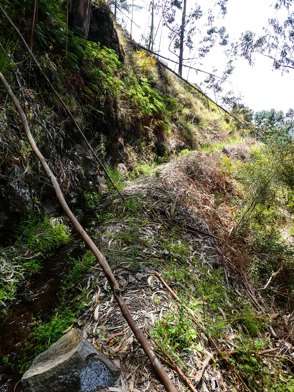 17 de maio de 2019 Para fechar: 5 levadas em Ponta do Sol — Na Levada do Teixo pelo caminho desbravado — foto 21