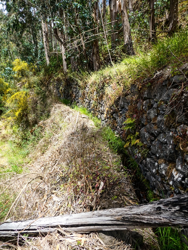 17 de maio de 2019 Para fechar: 5 levadas em Ponta do Sol — Na Levada do Teixo pelo caminho desbravado — foto 22