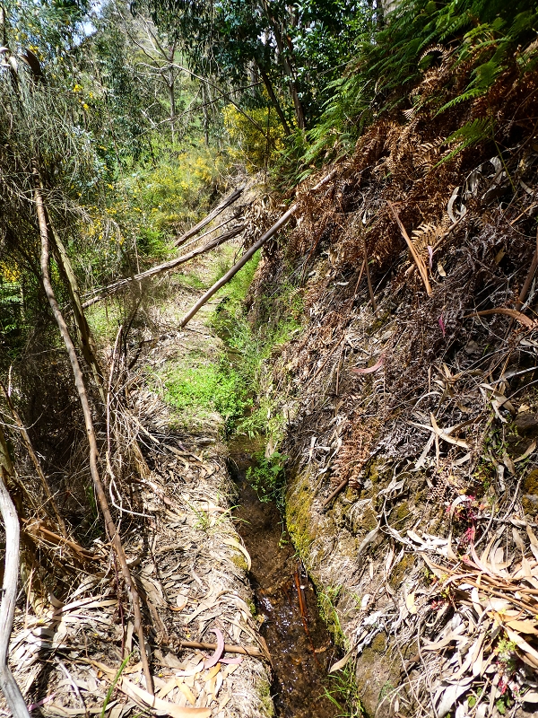 17 de maio de 2019 Para fechar: 5 levadas em Ponta do Sol — Na Levada do Teixo pelo caminho desbravado — foto 23
