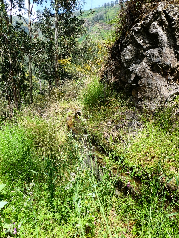 17 de maio de 2019 Para fechar: 5 levadas em Ponta do Sol — Na Levada do Teixo pelo caminho desbravado — foto 25
