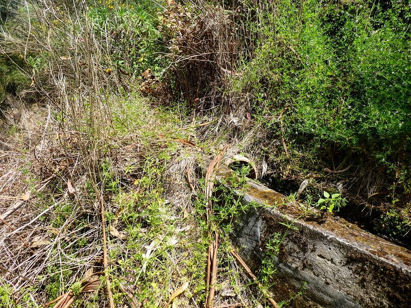 17 de maio de 2019 Para fechar: 5 levadas em Ponta do Sol — Na Levada do Teixo pelo caminho desbravado — foto 26