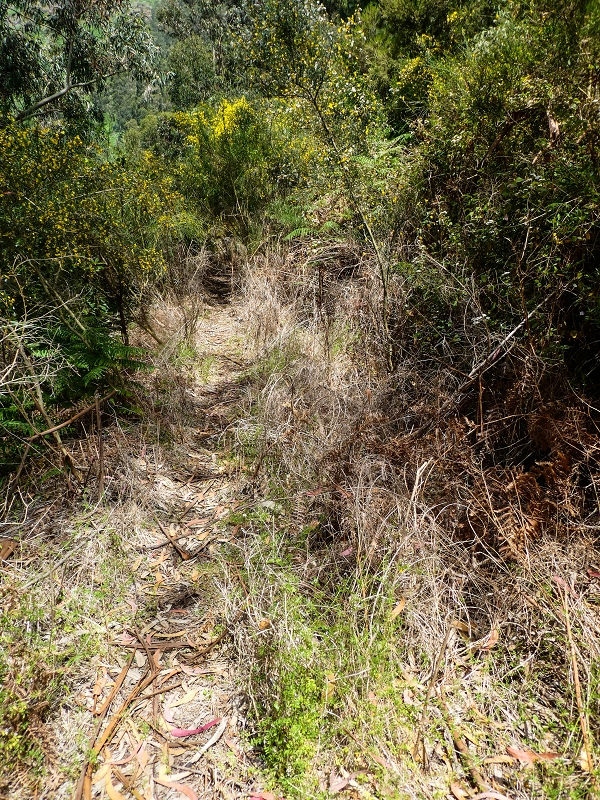 17 de maio de 2019 Para fechar: 5 levadas em Ponta do Sol — Na Levada do Teixo pelo caminho desbravado — foto 27