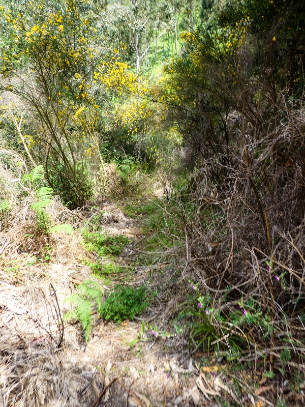 17 de maio de 2019 Para fechar: 5 levadas em Ponta do Sol — Na Levada do Teixo pelo caminho desbravado — foto 28
