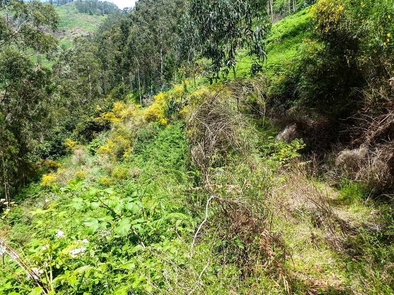 17 de maio de 2019 Para fechar: 5 levadas em Ponta do Sol — Na Levada do Teixo pelo caminho desbravado — foto 29