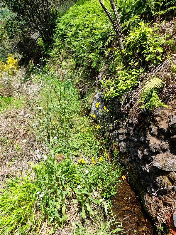 17 de maio de 2019 Para fechar: 5 levadas em Ponta do Sol — Até à Madre da Levada do Teixo — foto 1