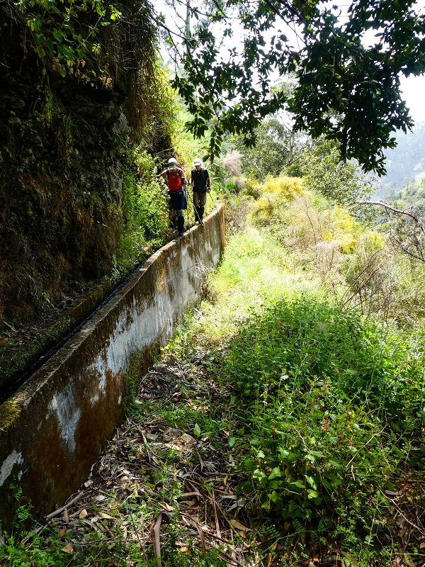 Levada do Teixo — The overgrown section — photo 4