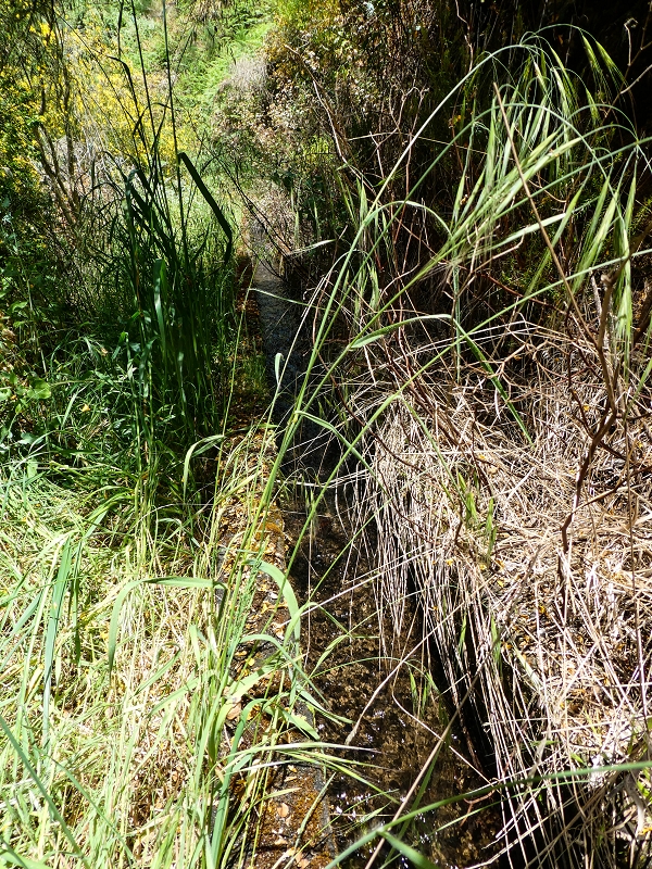 17 de maio de 2019 Para fechar: 5 levadas em Ponta do Sol — Até à Madre da Levada do Teixo — foto 6