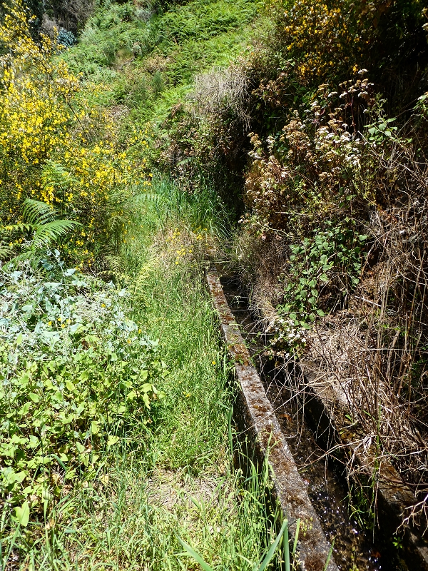 17 de maio de 2019 Para fechar: 5 levadas em Ponta do Sol — Até à Madre da Levada do Teixo — foto 8
