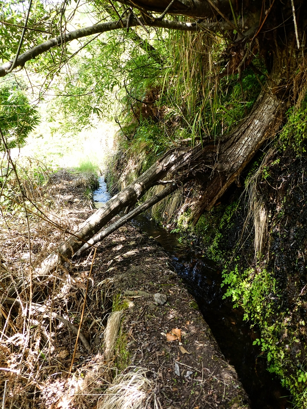 17 de maio de 2019 Para fechar: 5 levadas em Ponta do Sol — Até à Madre da Levada do Teixo — foto 9
