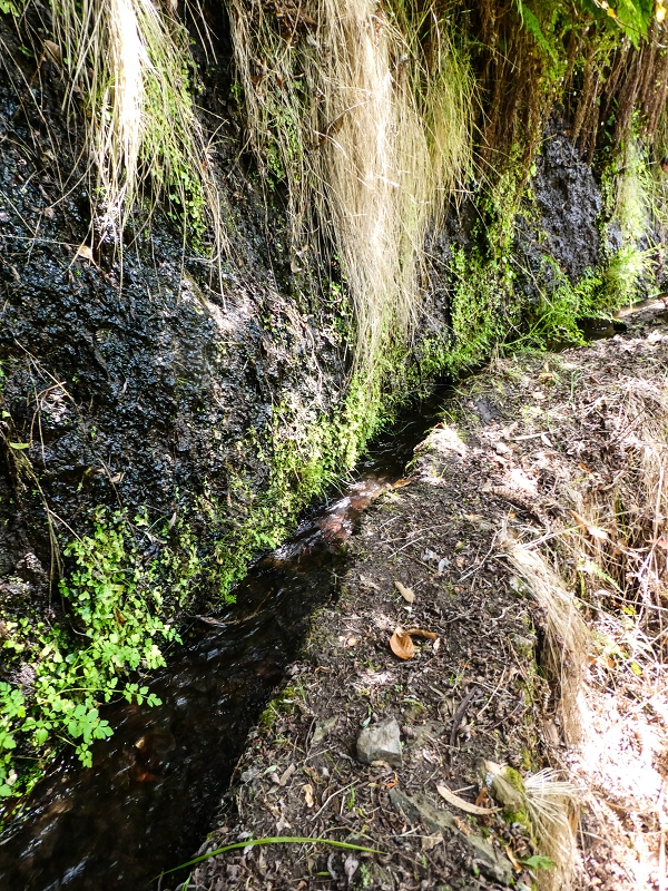 17 de maio de 2019 Para fechar: 5 levadas em Ponta do Sol — Até à Madre da Levada do Teixo — foto 10