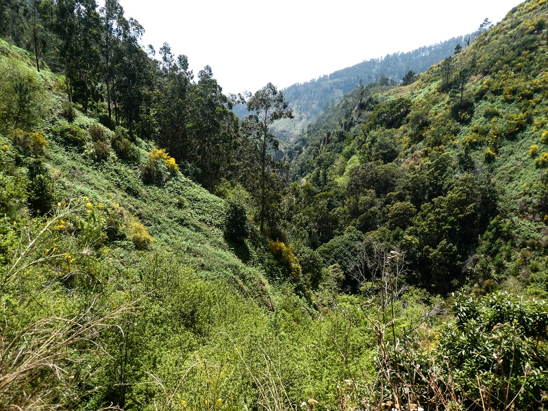 17 de maio de 2019 Para fechar: 5 levadas em Ponta do Sol — Até à Madre da Levada do Teixo — foto 13