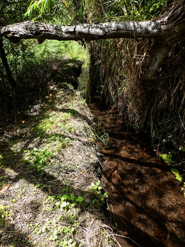 17 de maio de 2019 Para fechar: 5 levadas em Ponta do Sol — Até à Madre da Levada do Teixo — foto 18