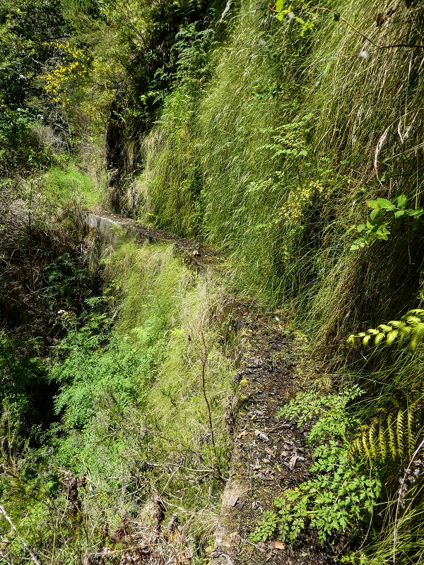 17 de maio de 2019 Para fechar: 5 levadas em Ponta do Sol — Até à Madre da Levada do Teixo — foto 19