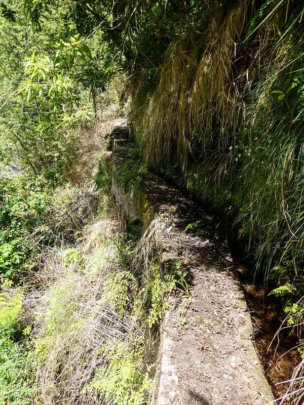 17 de maio de 2019 Para fechar: 5 levadas em Ponta do Sol — Até à Madre da Levada do Teixo — foto 21