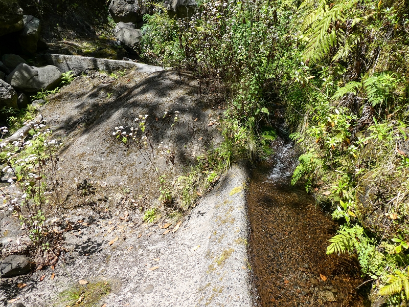 Levada do Teixo — The Madre — photo 1
