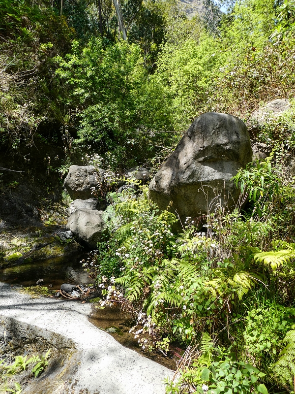 Levada do Teixo — The Madre — photo 3