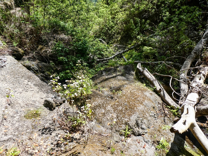 Levada do Teixo — The Madre — photo 4