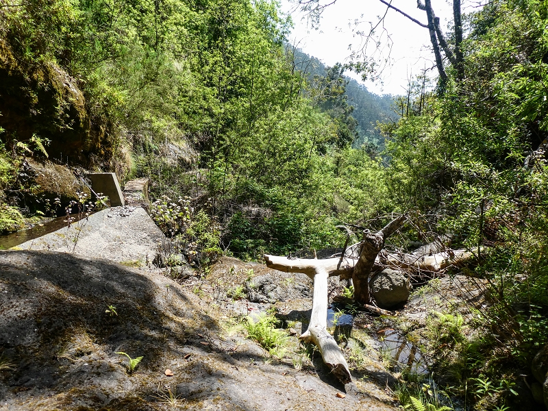 Levada do Teixo — The Madre — photo 5