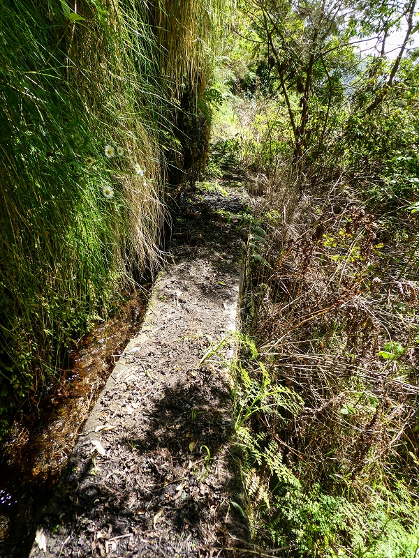 Levada do Teixo — The overgrown section — photo 1