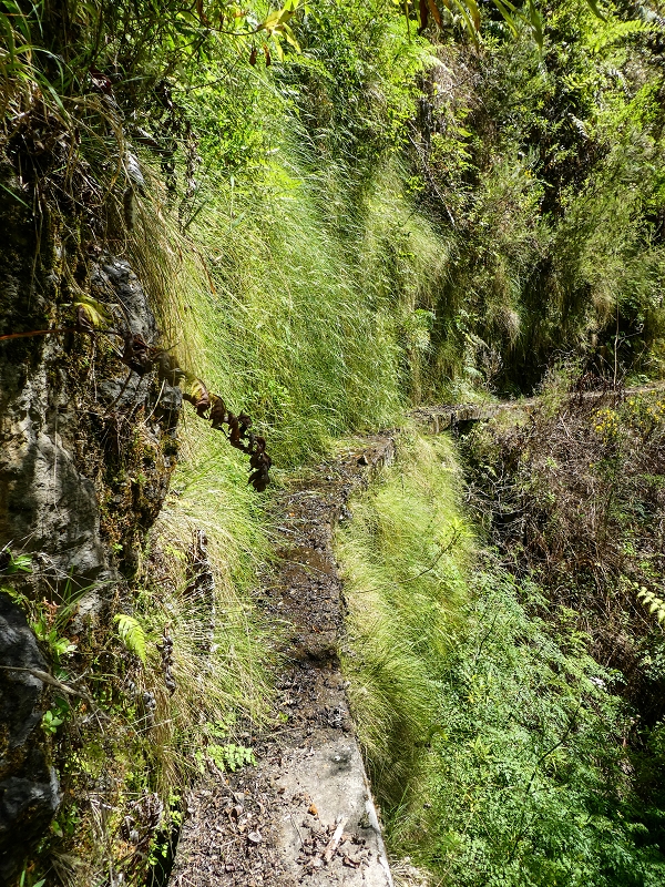 Levada do Teixo — The overgrown section — photo 2