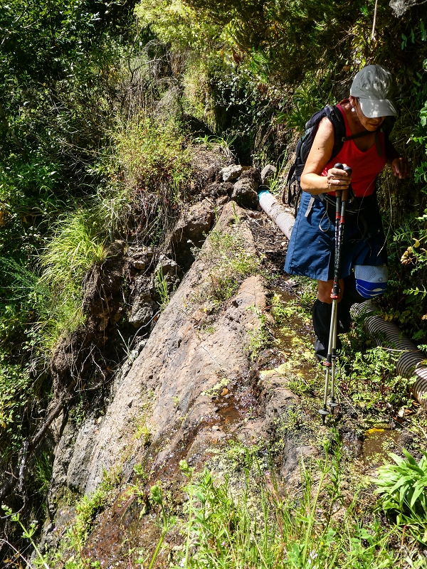 Levada do Teixo — The overgrown section — photo 3
