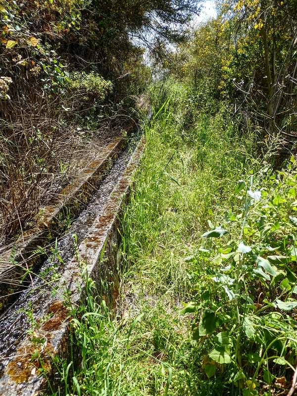 Levada do Teixo — The overgrown section — photo 5