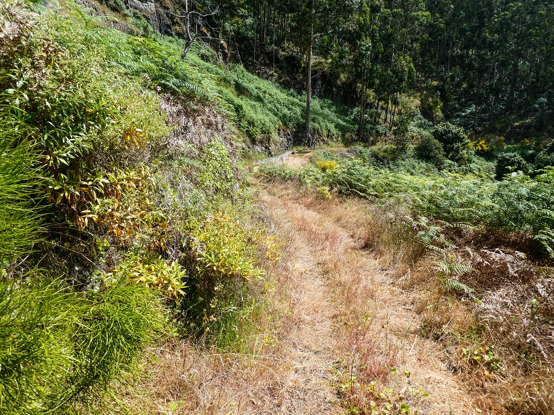 Levada do Teixo — The cleared section — photo 1